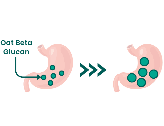 01 Stomach