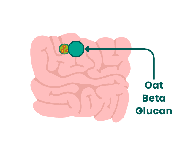 03 Small intestine