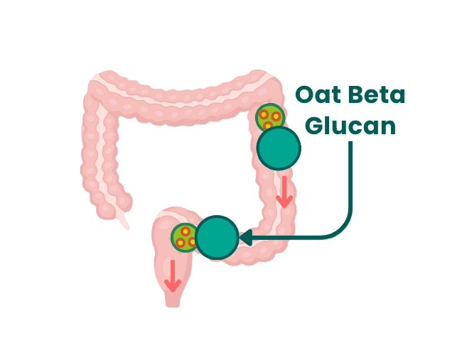 04 Large intestine